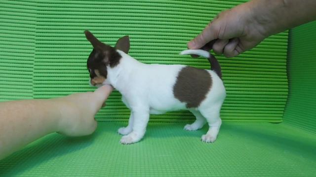 ПРОДАЮ - МАРИ МИСТИК ЦЕЗАЛИЯ ДОЛЬЧЕ ВИТА - 1,5 МЕС #КУПЛЮЧИХУА#ПРОДАЮЩЕНКА# смотреть онлайн