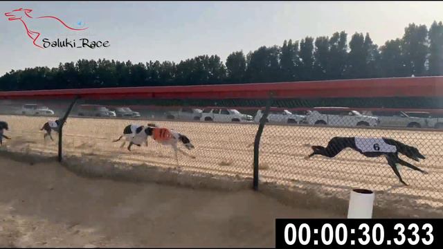 HHC Saluki Competition 2024 - Race 1 Greyhound F (1-1-1) смотреть онлайн