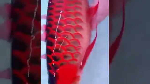 Самая дорогая рыба Красная арована смотреть онлайн