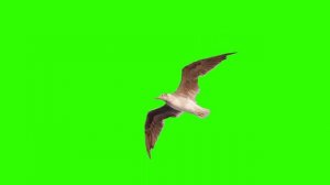 Чайка на хромакее