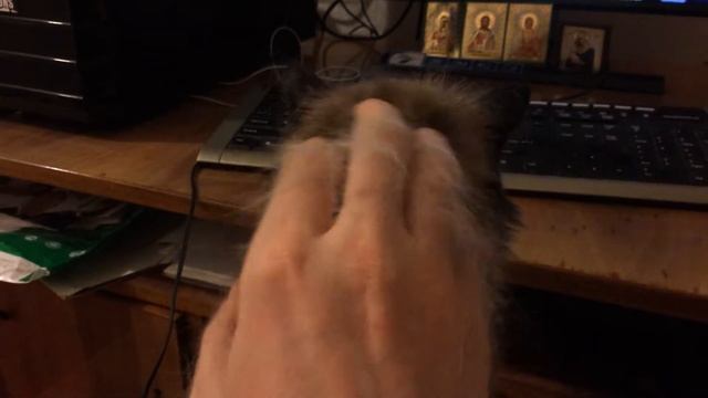 Чешем кота! смотреть онлайн