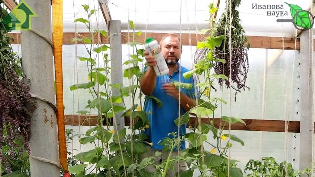 Дайте это огурцам В ИЮЛЕ и они будут плодоносить ДО ЗАМОРОЗКОВ! Чего не хватает огурцам для урожая? смотреть онлайн