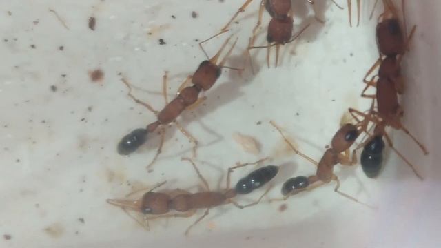 Муравьи harpegnathos saltator - индийские бульдоги смотреть онлайн
