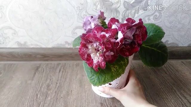 Глоксиния "Козырная дама". Gloxinia смотреть онлайн