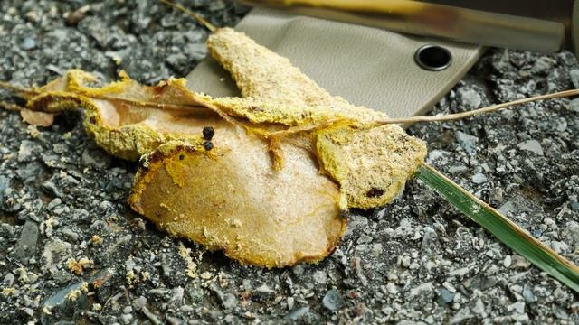 Fuligo septica Or Dog Vomit Slime Mold Fungus 4K смотреть онлайн