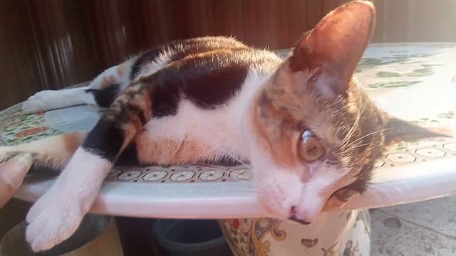 A Calico cat likes selfie смотреть онлайн