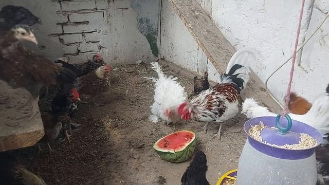 может кому надо? приезжайте отдам так! как быстро летит время! смотреть онлайн