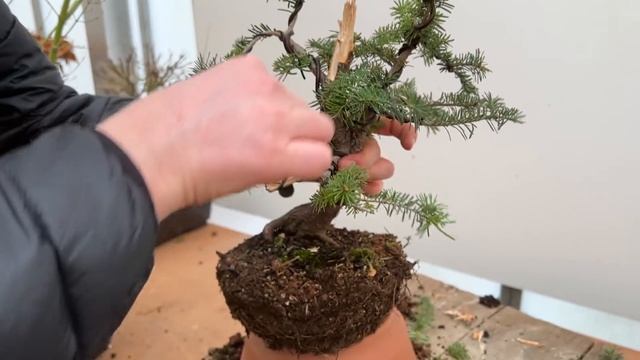 1 2 1 workshop Styling Abies Nordmanniana & Airlayering смотреть онлайн