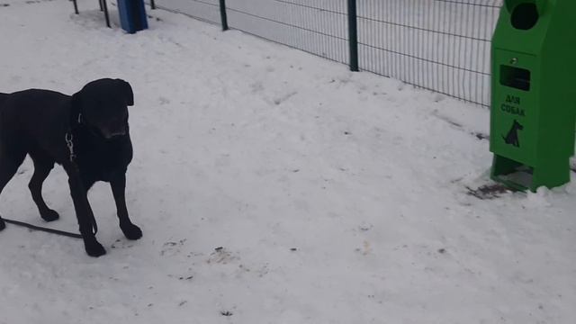 Музей пса жил был пёс Лабрадор Рей ищет щенка Родезийский Риджбек Rhodesian Ridgeback кинопроэкт