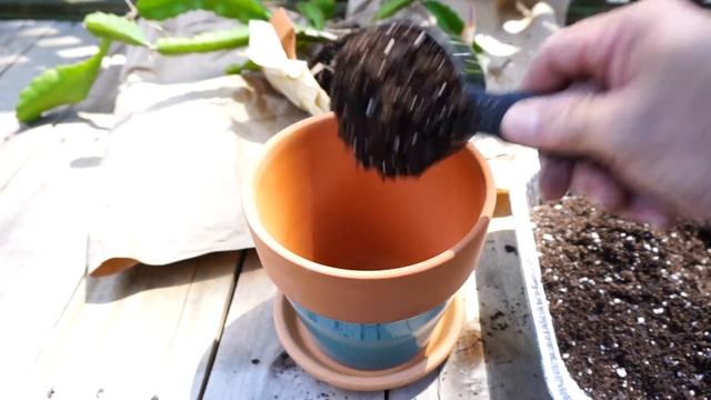 Dragon Fruit Cactus Repotting - Hylocereus - Species Unknown смотреть онлайн