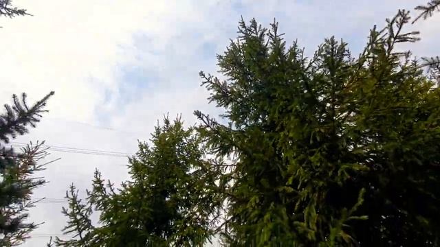 Экскурсия по Московской Усадьбе Деда Мороза и волшебному лесу смотреть онлайн