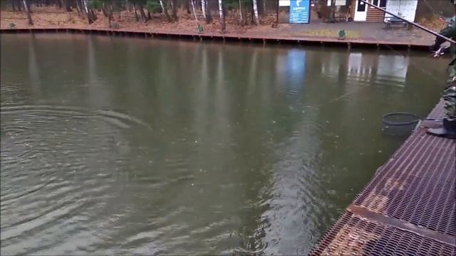 Дождливое утро на спорт-зоне. Работают силиконовые приманки. Клёвое место Лосиный остров. смотреть онлайн