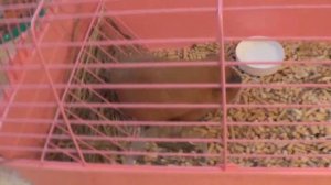 Купили морскую свинку !! Ура!!