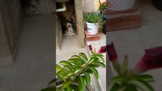 Série nova com Adenium смотреть онлайн