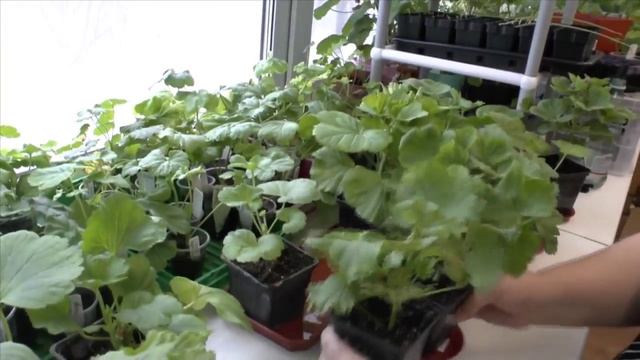 Пеларгонии - Поступление королевских пеларгоний - Цветочный городок смотреть онлайн