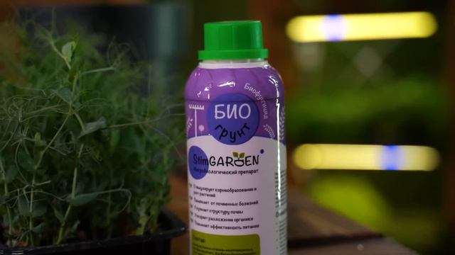 ВЫРАЩИВАНИЕ ЛУКА РЕПЧАТОГО, ПОРЕЯ, БАТУНА ИЗ СЕМЯН ЧЕРЕЗ РАССАДУ смотреть онлайн