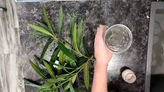 укореняем олеандр в воде за 2 недели. смотреть онлайн