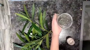 укореняем олеандр в воде за 2 недели.