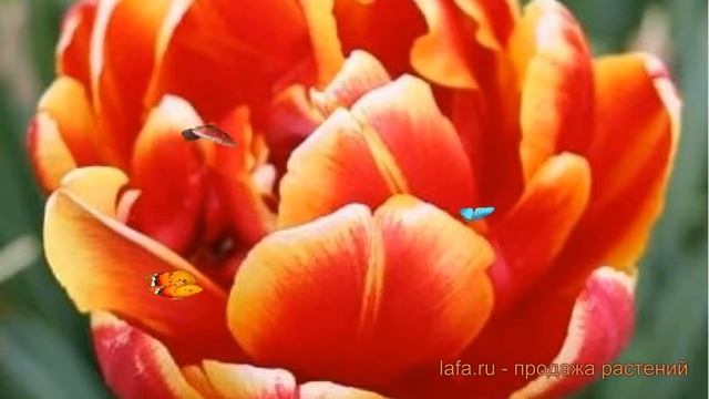 Тюльпан махровый Дабл Фокус (tulipa tyulpan) ? обзор: как сажать, луковицы тюльпаны Дабл Фокус смотреть онлайн