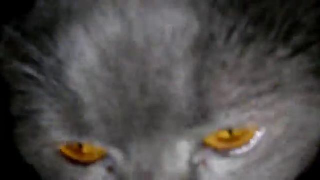 ШОТЛАНДСКИЙ ВИСЛОУХИЙ КОТ Кекс кричит смотреть онлайн