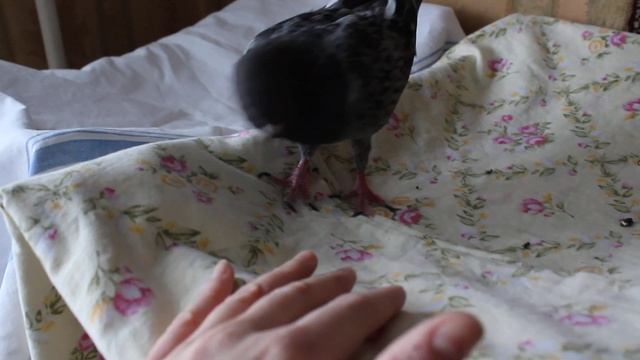 Молодой голубь дерется с рукой человека ✿ Pigeon on fights with human hand смотреть онлайн