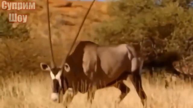 ЛЕВ В ДЕЛЕ! Сумасшедшие Битвы ЛЬВОВ смотреть онлайн