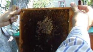 Украинский улей лежак на узко- длинную рамку ч.1