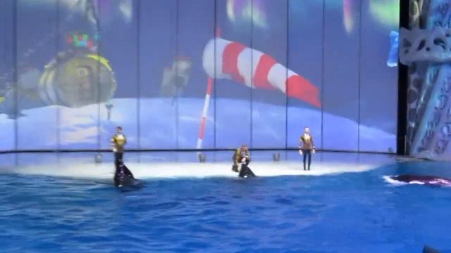 Москвариум. Выступление касаток. смотреть онлайн