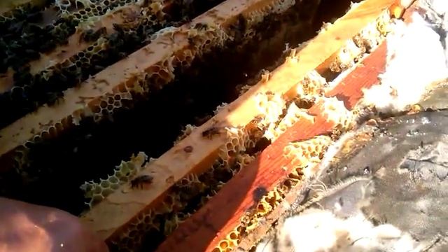 Отбор меда в семьях пчел Карника. смотреть онлайн