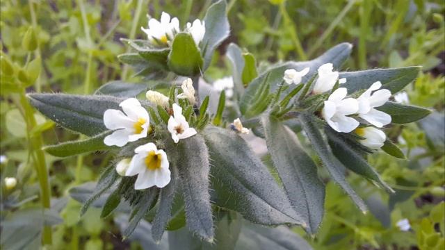 Весенняя музыка 2021 смотреть онлайн