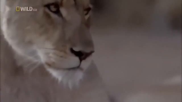 National Geographic South African Safari Adventures  With Lions  Wildlife Documentary  2021 Nat Geo