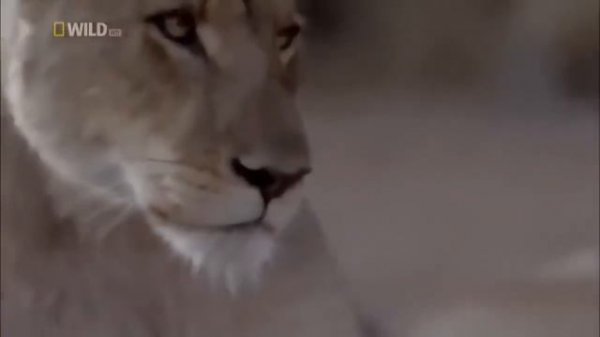 National Geographic South African Safari Adventures with Lions Wildlife Documentary 2021 Nat Geo