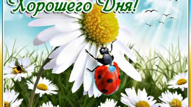 Друзья мои! Хорошего дня!?? смотреть онлайн