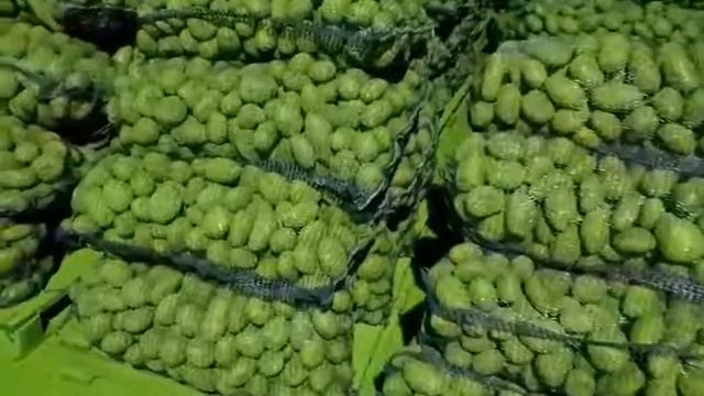 Картофель сорт Бриз 5+ смотреть онлайн