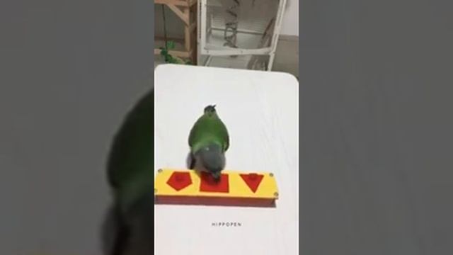 Дрессированный попугайчик) смотреть онлайн