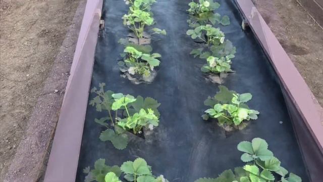 Тёплые грядки для клубники смотреть онлайн