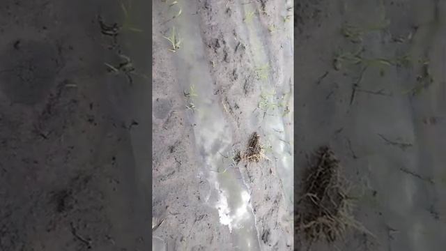 кукуруза и капуста 18.07.2022 смотреть онлайн