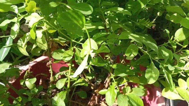 Cómo cuido mis plumbagos, Isabelita o jazmín del cielo🌺🌺🌺🌷🌷🌷🌞🌞🌞 смотреть онлайн