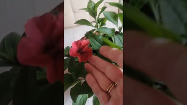 Поздняя петуния.