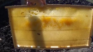 Подготовка к зимовке  в одном корпусе рута, глухое дно.