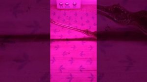 Не растут настоящие листья у томата что за причины?