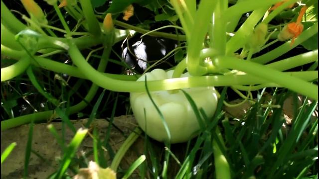 How to Garden: Grow Summer Squash смотреть онлайн