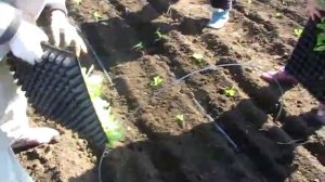 Салат айсберг в Крыму. Выращивание рассады салата. Высадка рассады салата айсберг