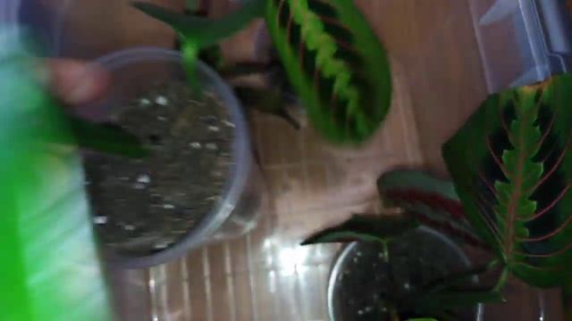 Комнатные растения. Обзор ростков в тепличке . смотреть онлайн