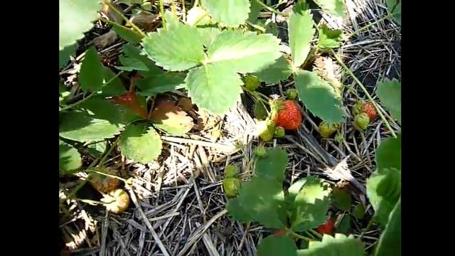 Сорт. ремонтантная клубника Королева Елизавета 2 . Первый урожай ремонтантной клубники Елизавета 2 смотреть онлайн