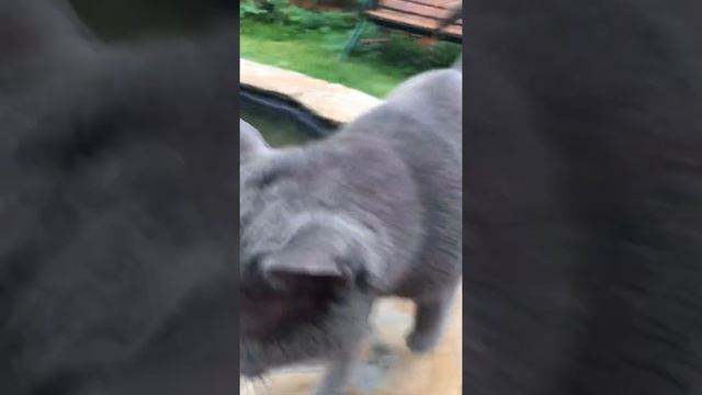 Кот ловит рыбу хвостом в фонтане смотреть онлайн