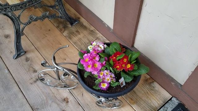Клумбы весной / Высаживаем маки, примулы, цикломены в клумбы / Весна 2017 смотреть онлайн
