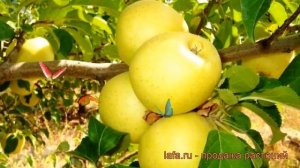 Яблоня гибридный Голден Делишес (malus) ? обзор: как сажать, саженцы яблони Голден Делишес