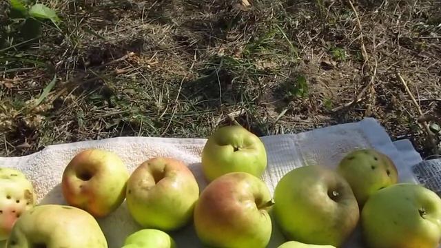 Сорт яблок Скифское золото смотреть онлайн
