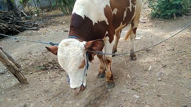 Funny Cow International Belgian Blue eyes, Metallica the best farm in my Village смотреть онлайн